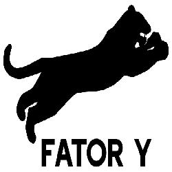 Fator Y