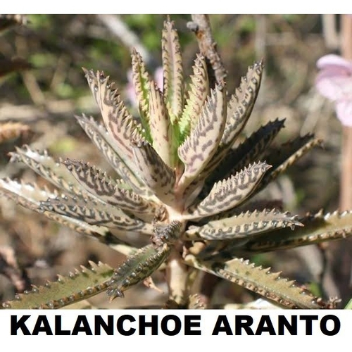 Suculenta Kalanchoe Aranto 1 Muda De 3cm A 10cm Nas Lojas