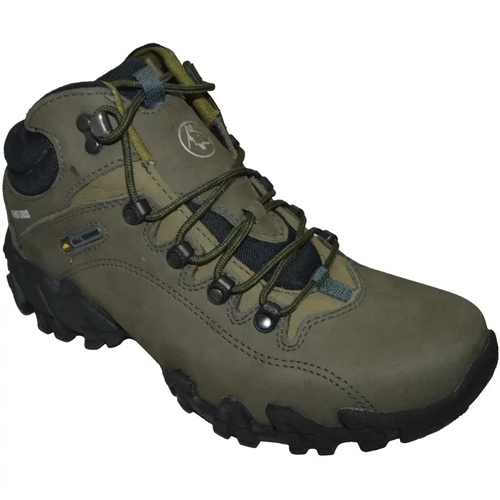 bull terrier forester hi