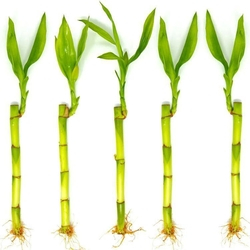 Kit Com 5 Hastes De Bambu Da Sorte (Pequeno) Menor preço em Kit Com 5 Hastes De Bambu Da Sorte (Pequeno)