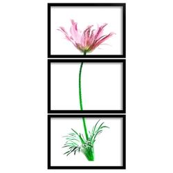 Kit 3 Quadros Decorativos Sala Quarto Com Moldura Folhagem Rosa Flores Menor preço em Kit 3 Quadros Decorativos Sala Quarto Com Moldura Folhagem Rosa Flores