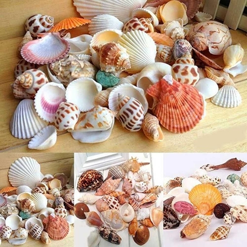 Download Decoracao conchas marinhas decoracao concha Free