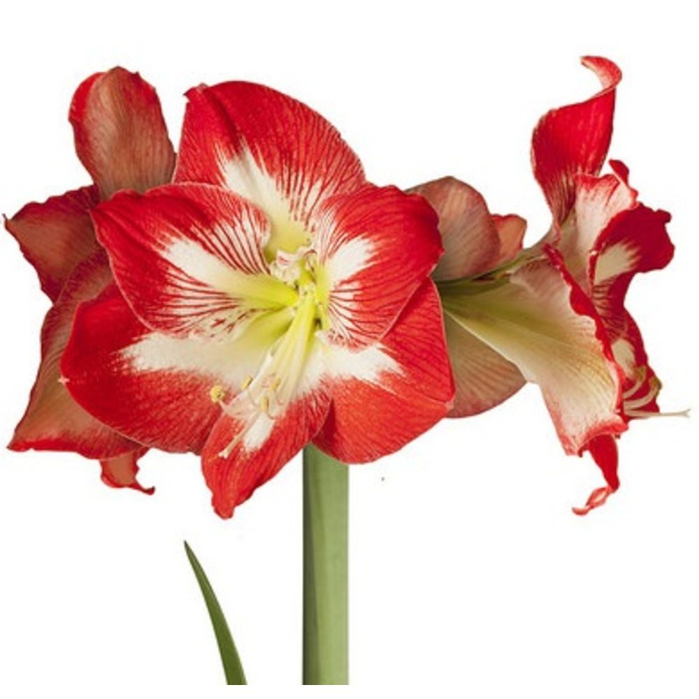 Bulbo Flor Amarílis Minerva - Mesclada em Vermelho com Branco em Promoção  na Americanas