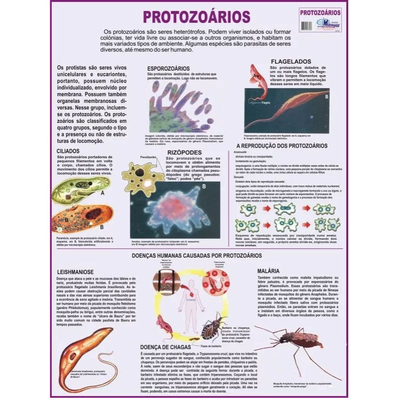 imagens de protozoários