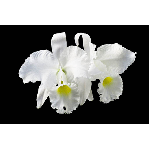 Orquidea Cattleya Trianae Concolor X Alba Foto Alba Em Promocao Ofertas Na Americanas