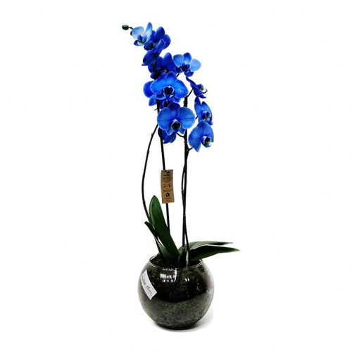 Orquídea Azul Phalaenopsis em Vaso de Vidro Redondo em Promoção na  Americanas