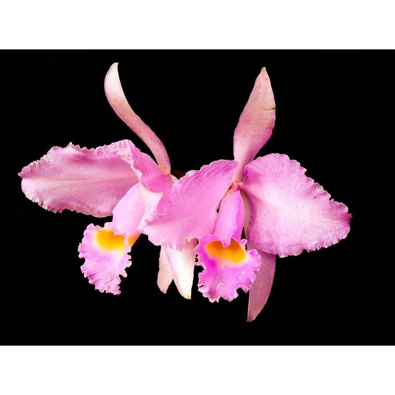 Orquidea Cattleya Trianae Concolor Em Promocao Ofertas Na Americanas