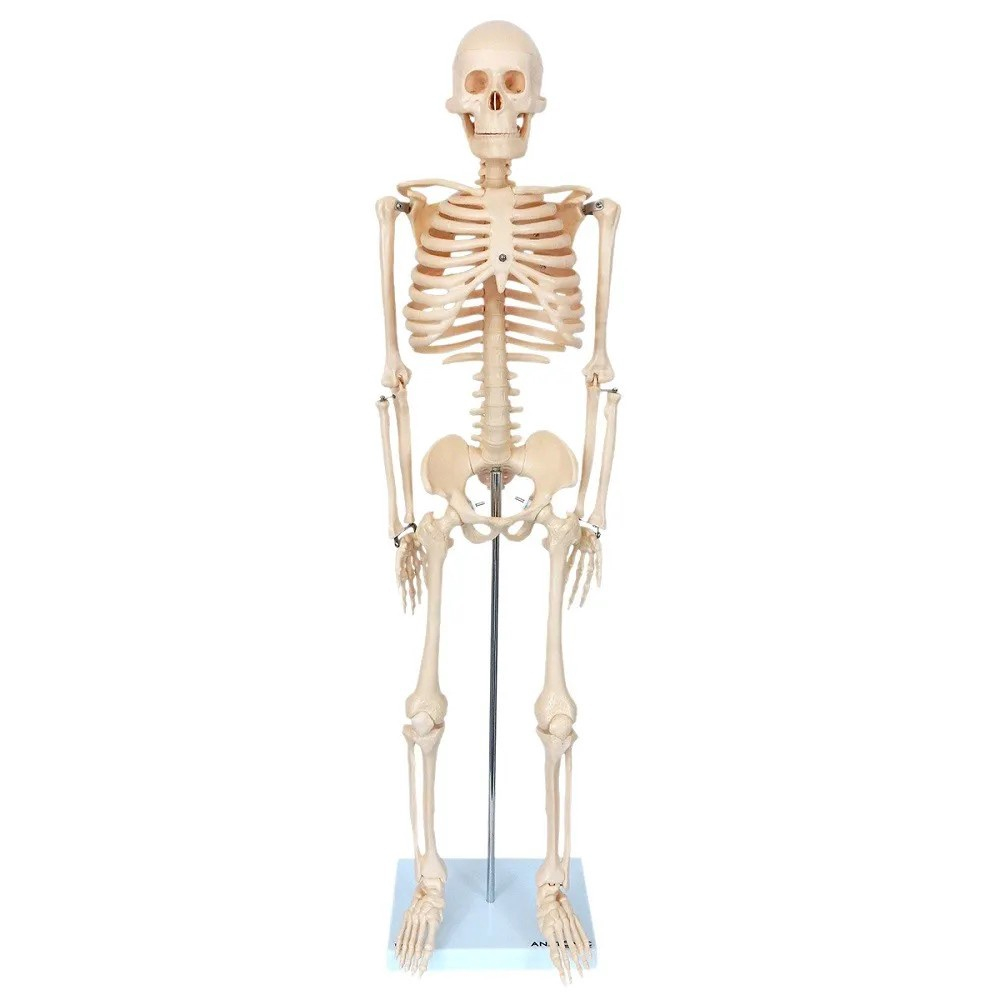 Esqueleto Humano 85 cm Altura Articulado Modelo Anatomia em Promoção na  Americanas