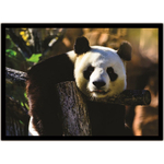 Quadro Infantil Bebê Kit Urso Panda Desenho Com 3 - 20x20 - Branco em  Promoção na Americanas