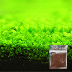 Aquário Ornamento Plantas Sementes de peixes Tanque Paixão Decoração Água Grama Semente Fácil de cultivar Menor preço em Aquário Ornamento Plantas Sementes de peixes Tanque Paixão Decoração Água Grama Semente Fácil de cultivar