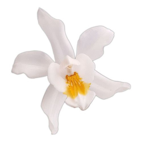 Orquídea Coelogyne Cristata! Planta Adulta! em Promoção na Americanas