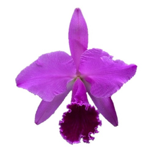 Orquídea Cattleya Labiata (helena X Nomura) em Promoção na Americanas