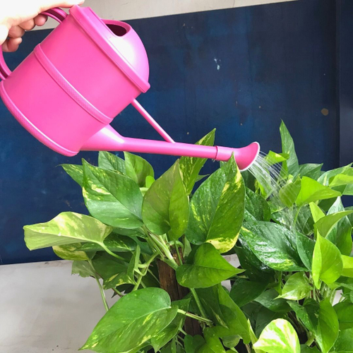 Regador de Plantas 1,5 Litros Jardinagem Top Garden no Shoptime