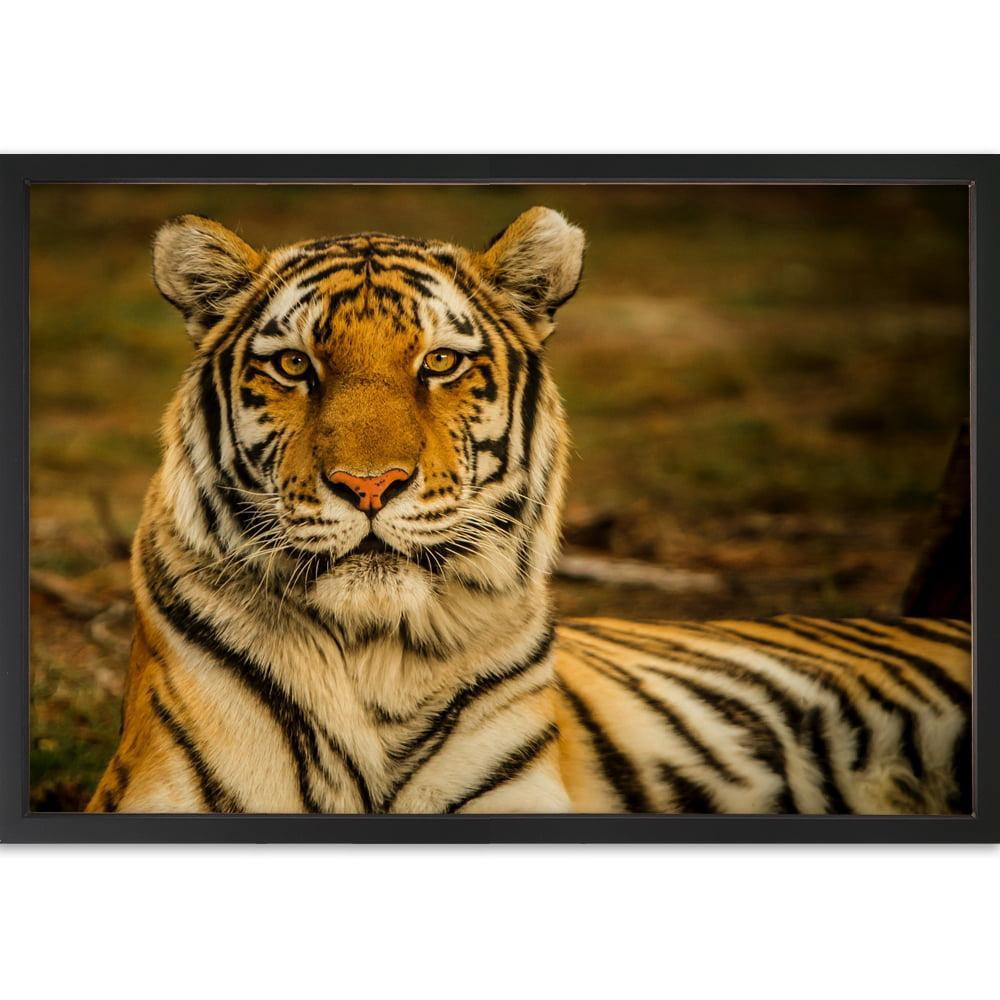 Quadro Decorativo Tigre Moldura Sem Vidro No Shoptime