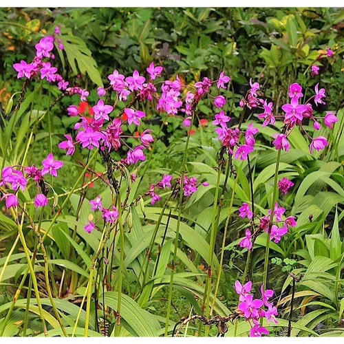 Orquídea Spathoglottis Plicata em Promoção na Americanas