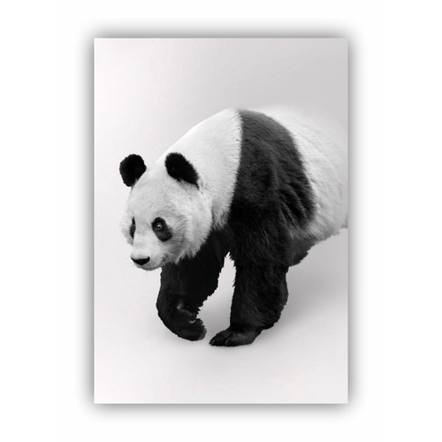 Quadro decorativo Infantil Panda Fofo Desenho Animais para sala quarto em  Promoção na Americanas