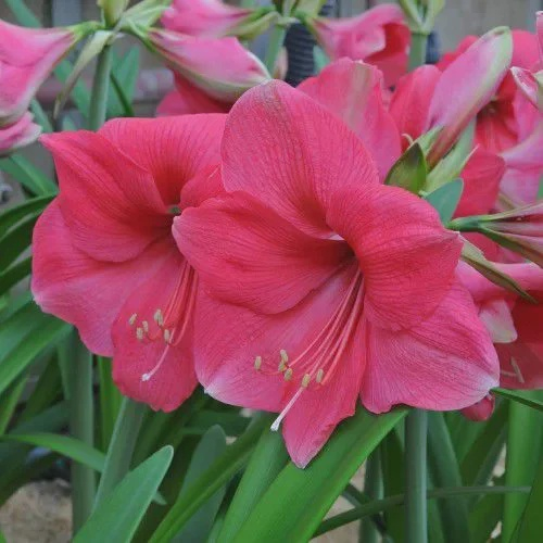 Amaryllis André (bulbo de flor) em Promoção na Americanas