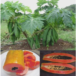 150 Sementes Mamão Anão Vermelho Kaek Vietnamita Vietnã Fruta Para Vasos Compre Hoje e Receba em Dobro Menor preço em 150 Sementes Mamão Anão Vermelho Kaek Vietnamita Vietnã Fruta Para Vasos Compre Hoje e Receba em Dobro