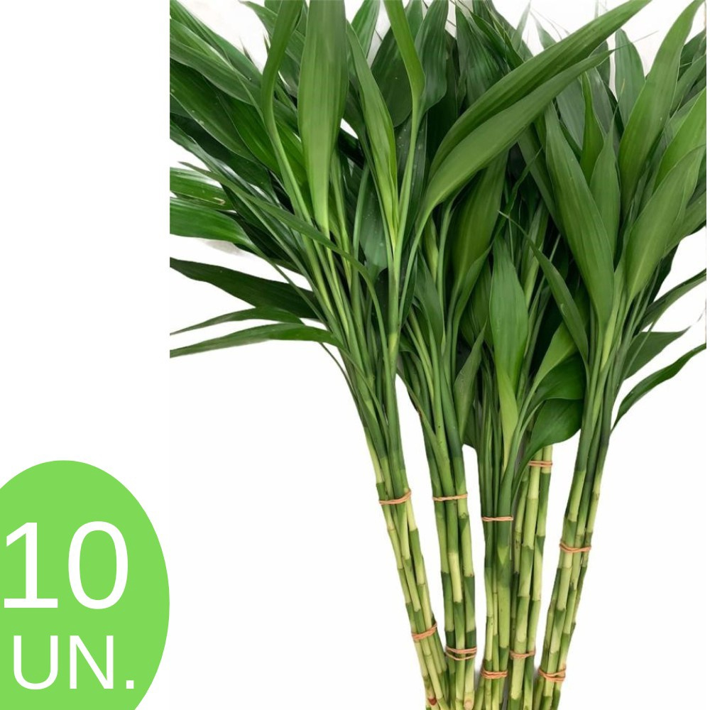 Bambu Da Sorte Planta Com 10 Hastes 40cm Submarino