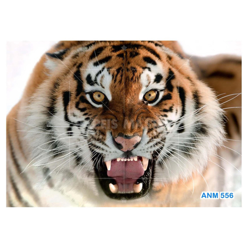 Papel De Parede 3D Animais Tigre Rosto Olhando 3,5M Anm557 - Você