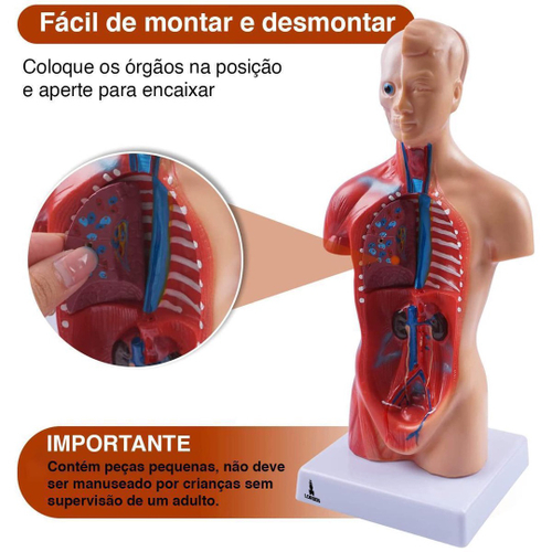 Modelo Anatômico Torso Humano Assexuado E Órgãos 26Cm Lorben em Promoção na  Americanas