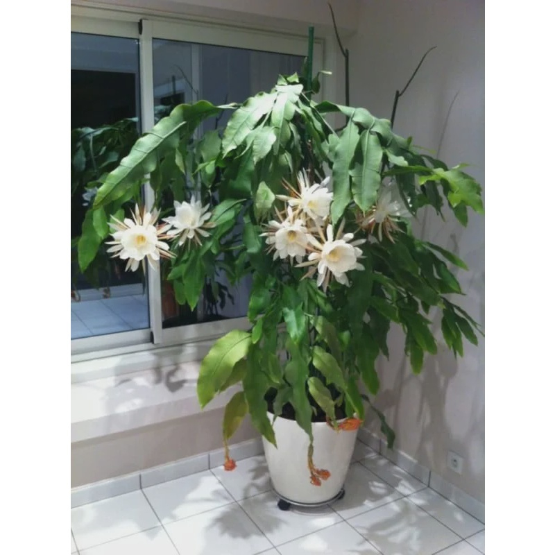 DAMA DA NOITE (Cestrum nocturnum)